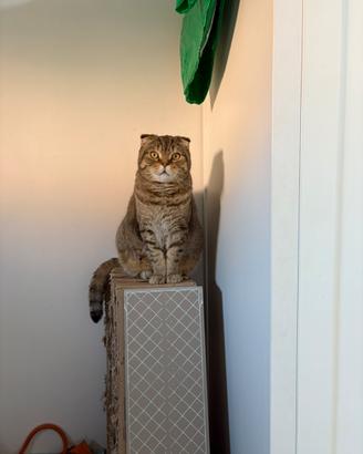 Gatto scottish fold maschio