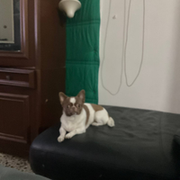 Hop chihuahua mini Toy con pedigree