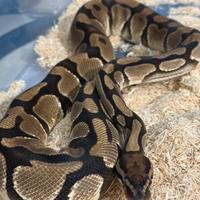 Pitone reale orange dream