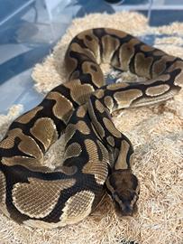 Pitone reale orange dream