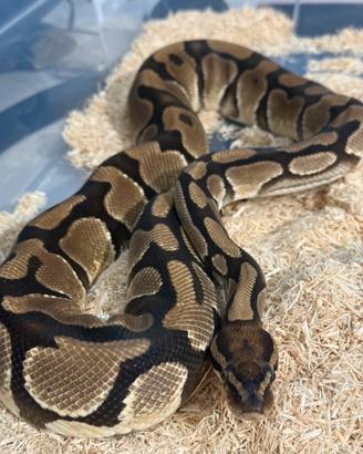 Pitone reale orange dream