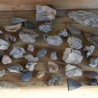 Fossili, ammoniti, pietre, minerali