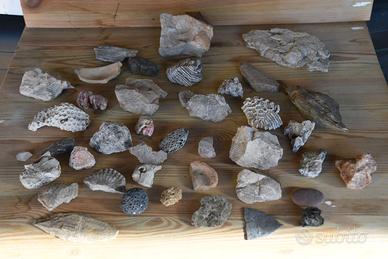 Fossili, ammoniti, pietre, minerali