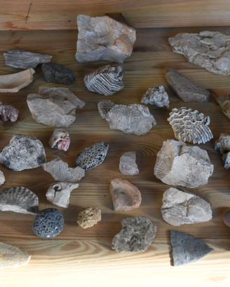 Fossili, ammoniti, pietre, minerali