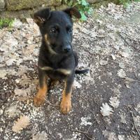 Pastore belga malinois