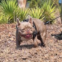 Stallone Monta/Vendita Bulldog Francese Isabella