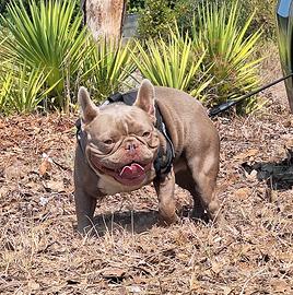 Stallone Monta/Vendita Bulldog Francese Isabella