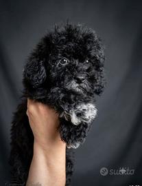 Animali