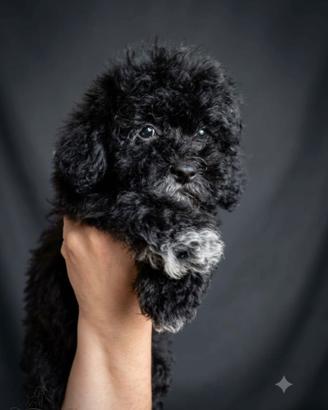 Animali