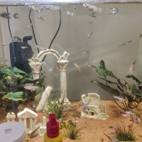 Guppii femmina