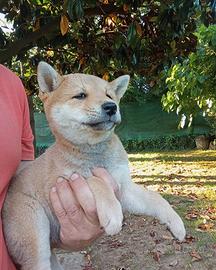 Shiba inu