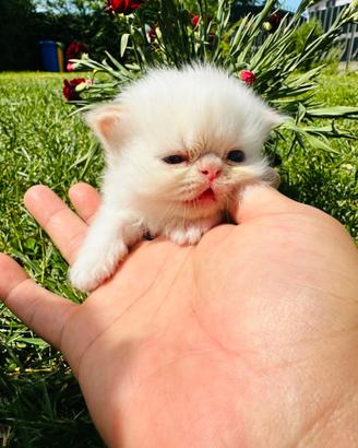 Cuccioli gatto persiano colourpoint maschietti