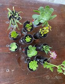 Piante grasse in bicchiere