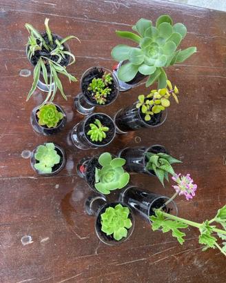Piante grasse in bicchiere