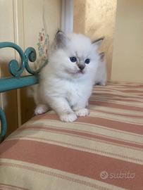 Gattina Ragdoll di alta genealogia