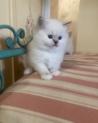 Gattina Ragdoll di alta genealogia