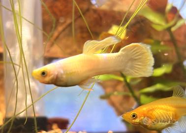 Guppy Snow White show bianchi acquario + omaggio