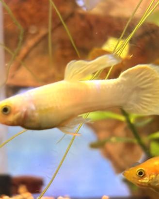 Guppy Snow White show bianchi acquario + omaggio