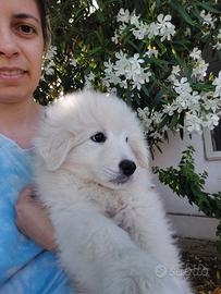 Cucciola Pastore Maremmano Pedigree