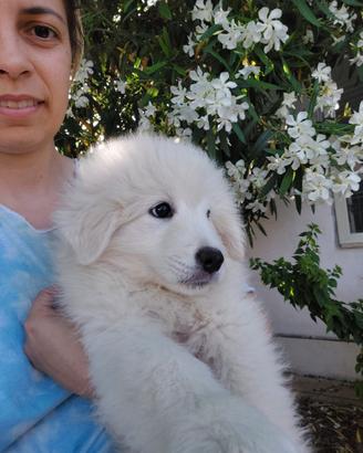 Cucciola Pastore Maremmano Pedigree