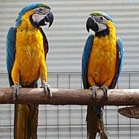 Pappagallo Ara Ararauna