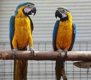 Pappagallo Ara Ararauna