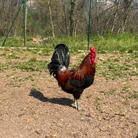 Galletto di Coronata Siciliana