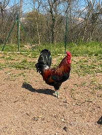 Galletto di Coronata Siciliana