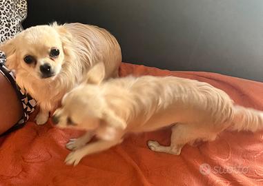 Coppia di chihuahua
