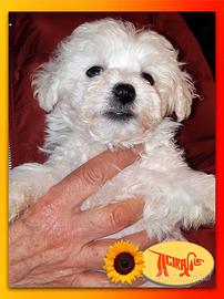 Cuccioli di BOLOGNESE