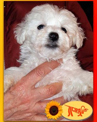 Cuccioli di BOLOGNESE