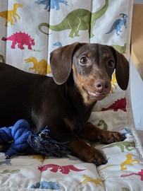 Bassotto tedesco di 6 mesi