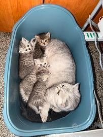 Animali gatti