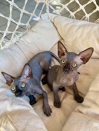 Cuccioli Sphynks