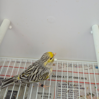 Canarini Agata topazio mosaico giallo