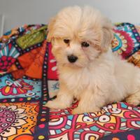 Maltipoo cuccioli maschi coreani