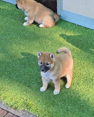 Shiba rosso