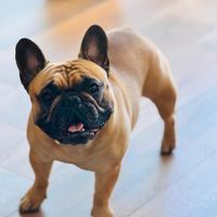 Bulldog francese per monta