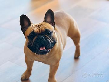 Bulldog francese per monta