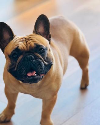 Bulldog francese per monta