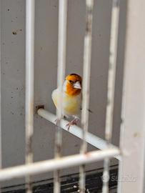 Cardellino Mayor Eumo