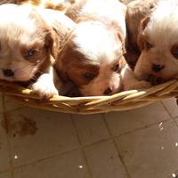 Cavalier King