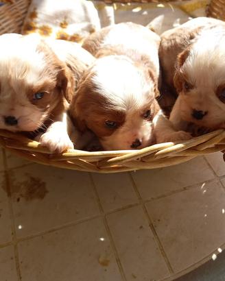 Cavalier King