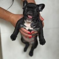 Bulldog francese