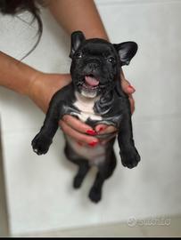 Bulldog francese