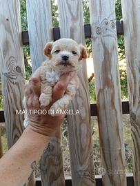 Maltipoo maschi