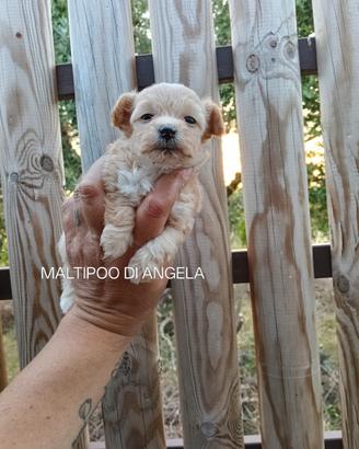 Maltipoo maschi
