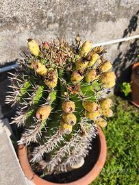 Pianta di Ferocactus horridus