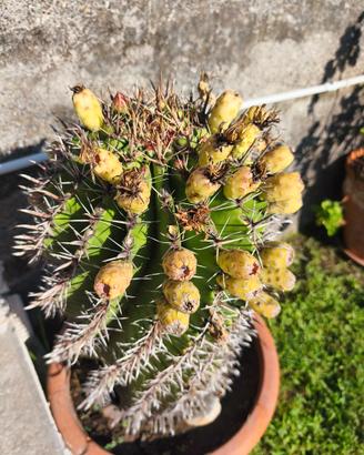 Pianta di Ferocactus horridus