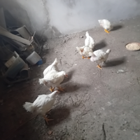 Anatre mute e Germani